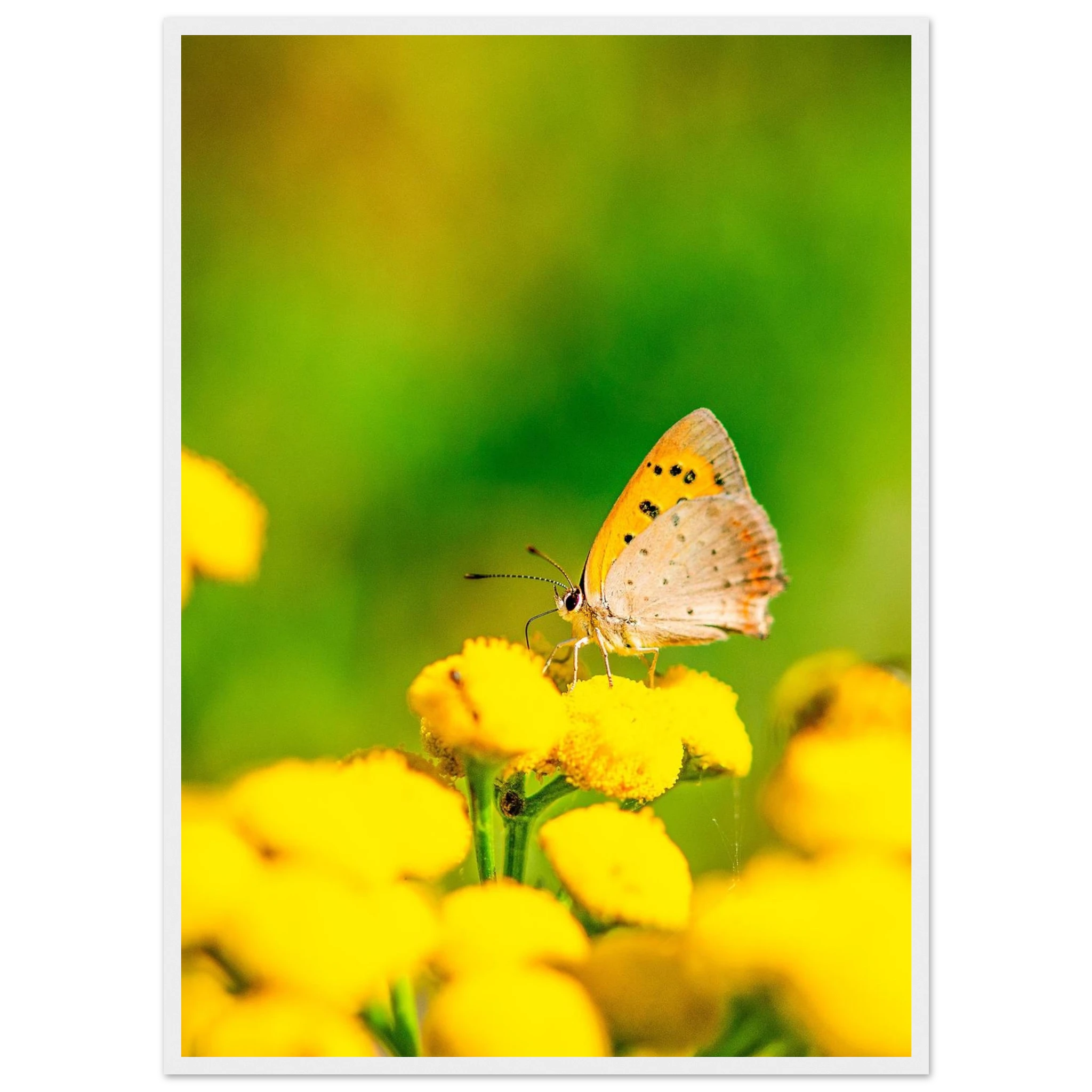 05bf9e46-b539-4fcd-84d6-e6a5624119c6