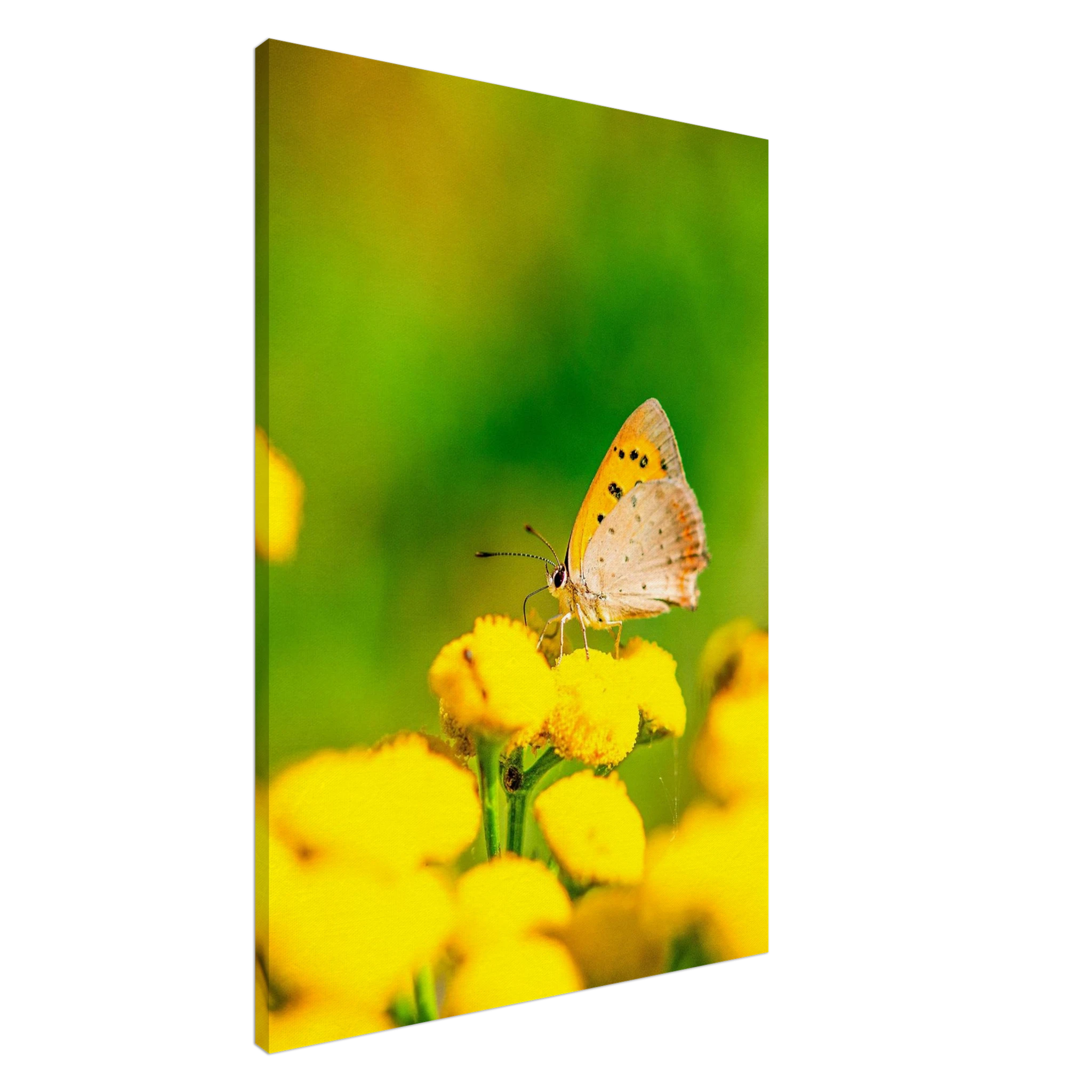 0c8505ab-80b1-4303-a5d6-03c2defbf551
