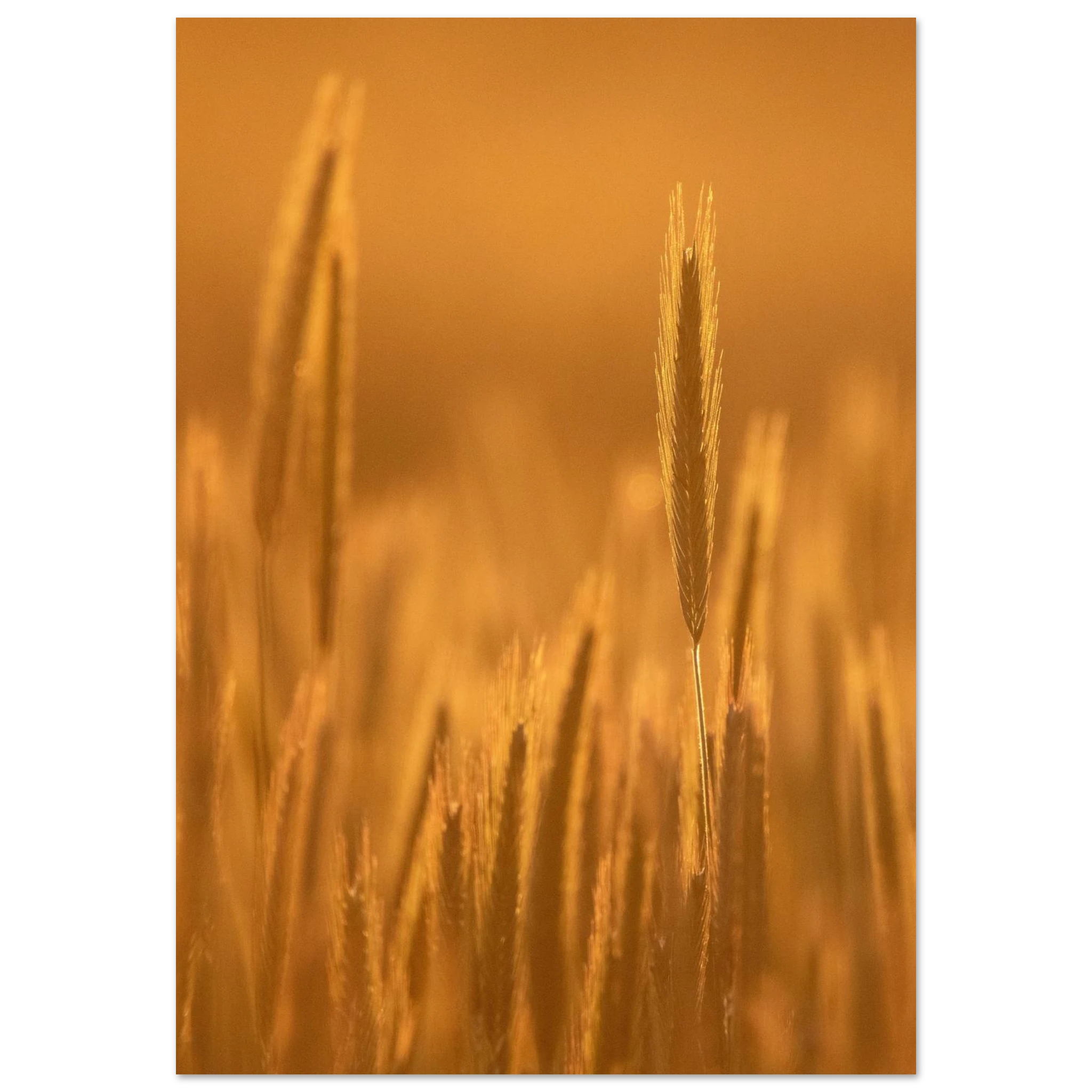 0d6ca273-f766-4568-894a-2c7b121661af