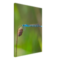 1df68681-f601-454e-a3ed-bb4fa2daeb31