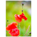 2ba870db-ad8c-4a30-83f7-3f95a64221af