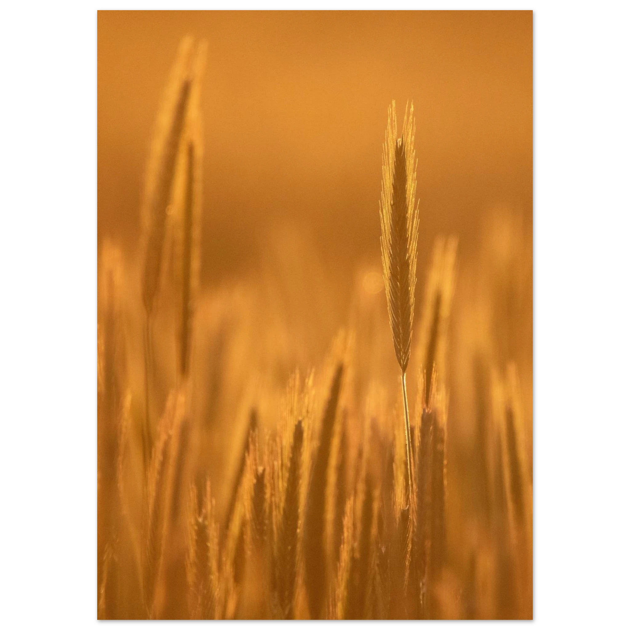 5a0ea009-7bf5-433a-b846-cf6b3b17dd96