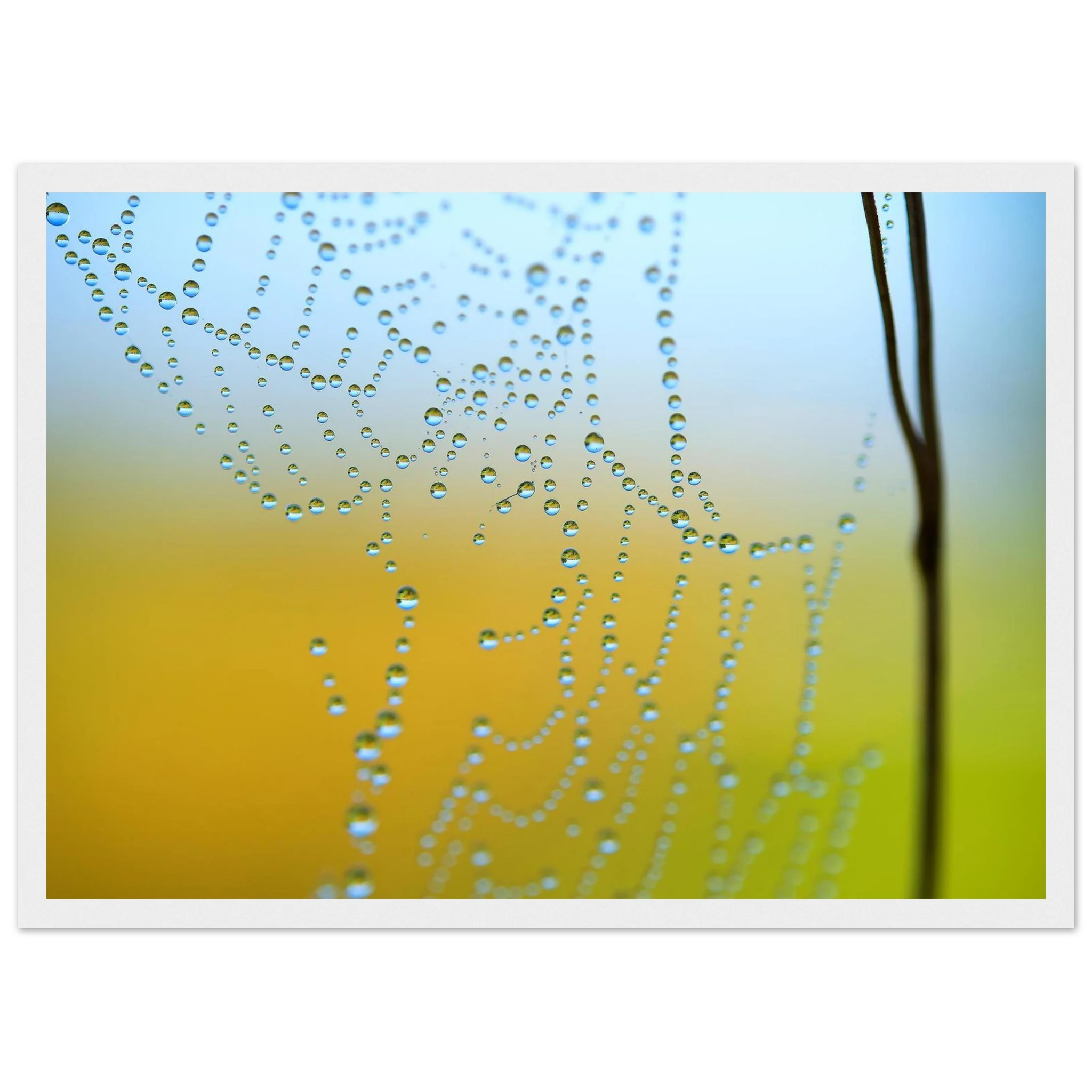 8a91746c-88d0-41a0-b67d-f20c437723b9