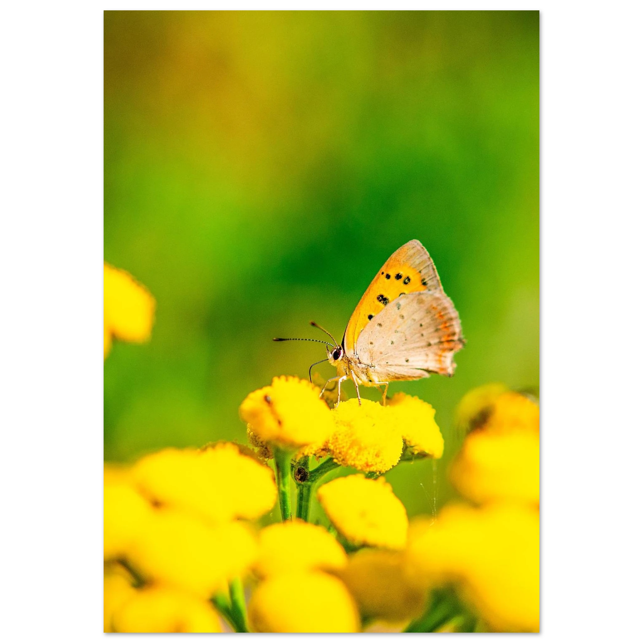 8d457ee4-d635-4636-bd3e-f54234adc22b