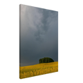 b8e68255-589f-4d9e-9359-d42e3e05f169