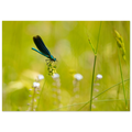 befccc27-a2fd-4725-80d0-bf27ed31fdbe