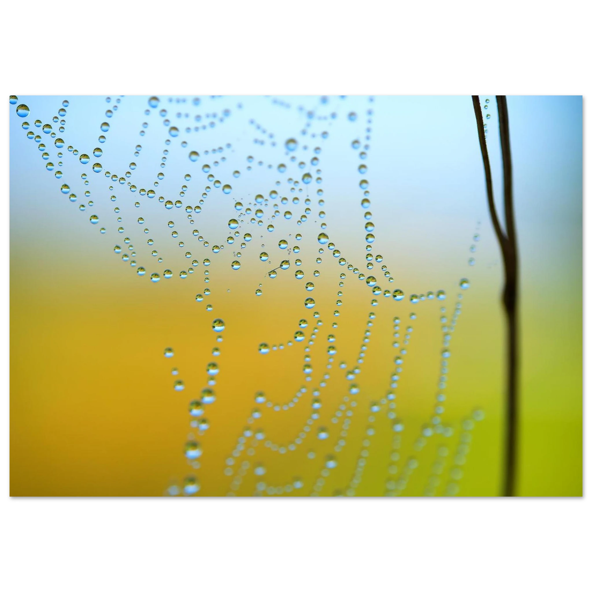 c1bc8422-d51f-4868-a1d2-38c0f444c14e