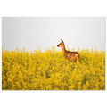 d17fc524-c311-4436-b6ed-2e437c2975ee