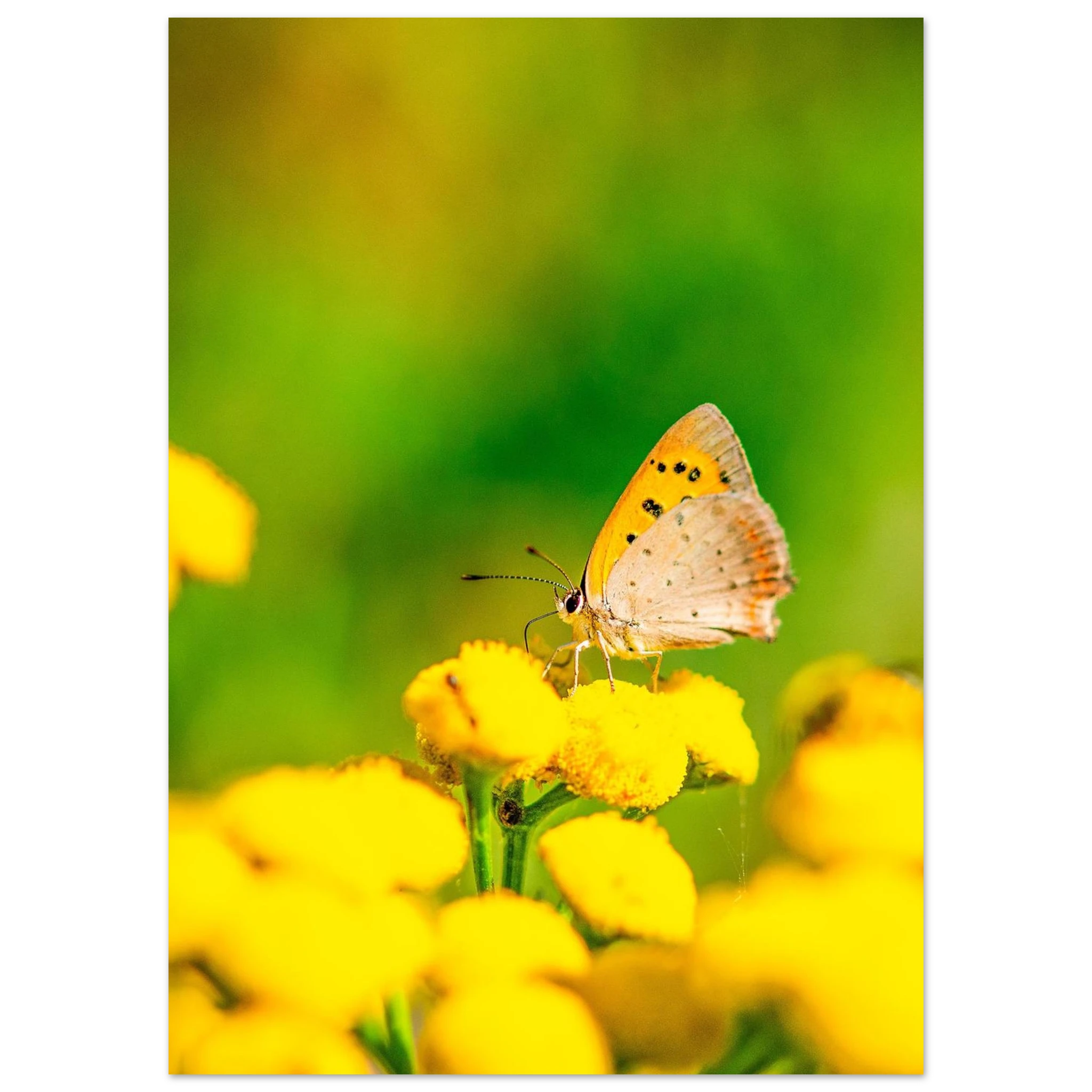 f2bd5137-a243-476d-a62e-738930f92675
