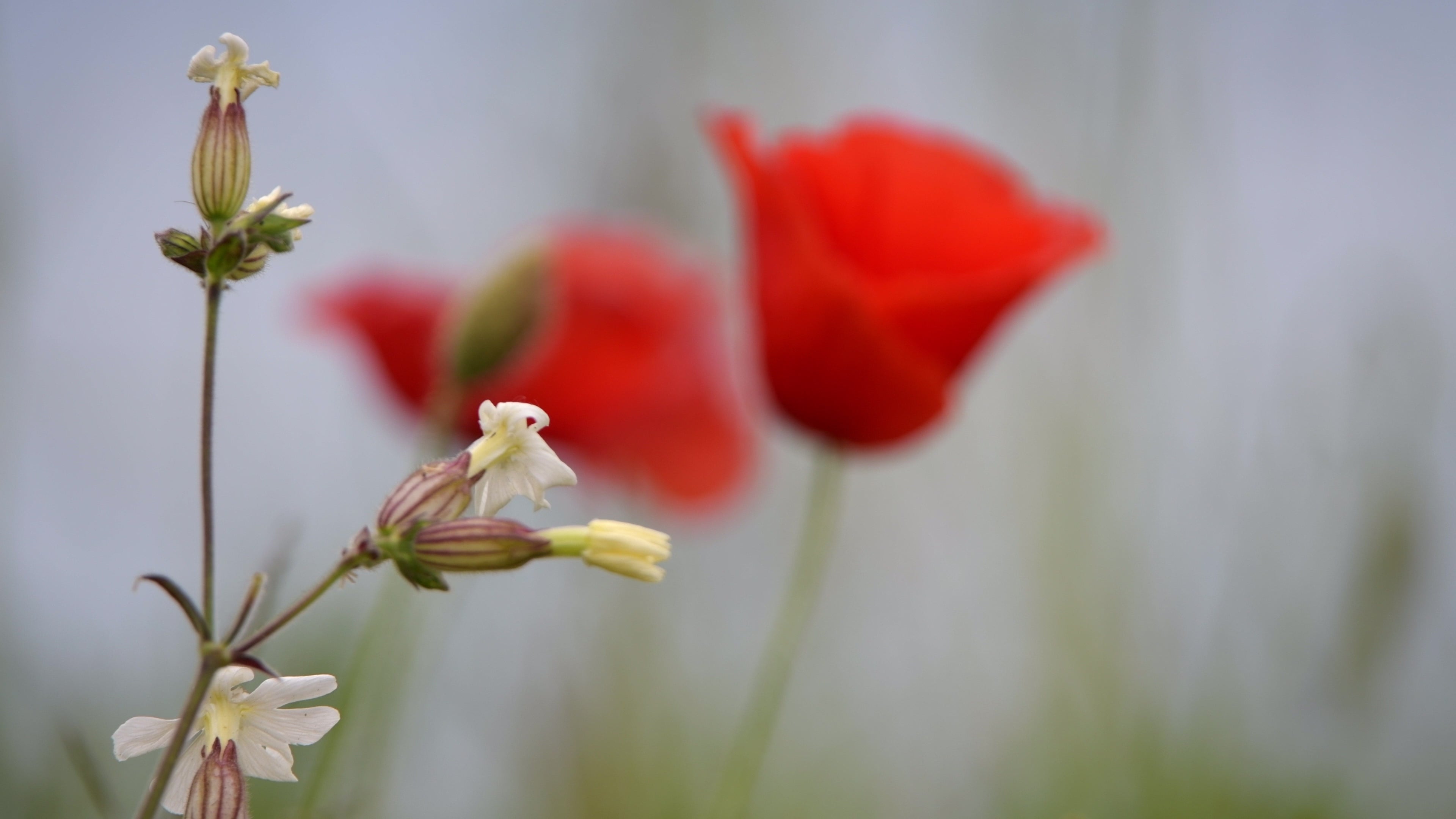 Poppy blooms loving and warm 12 - Life is Love