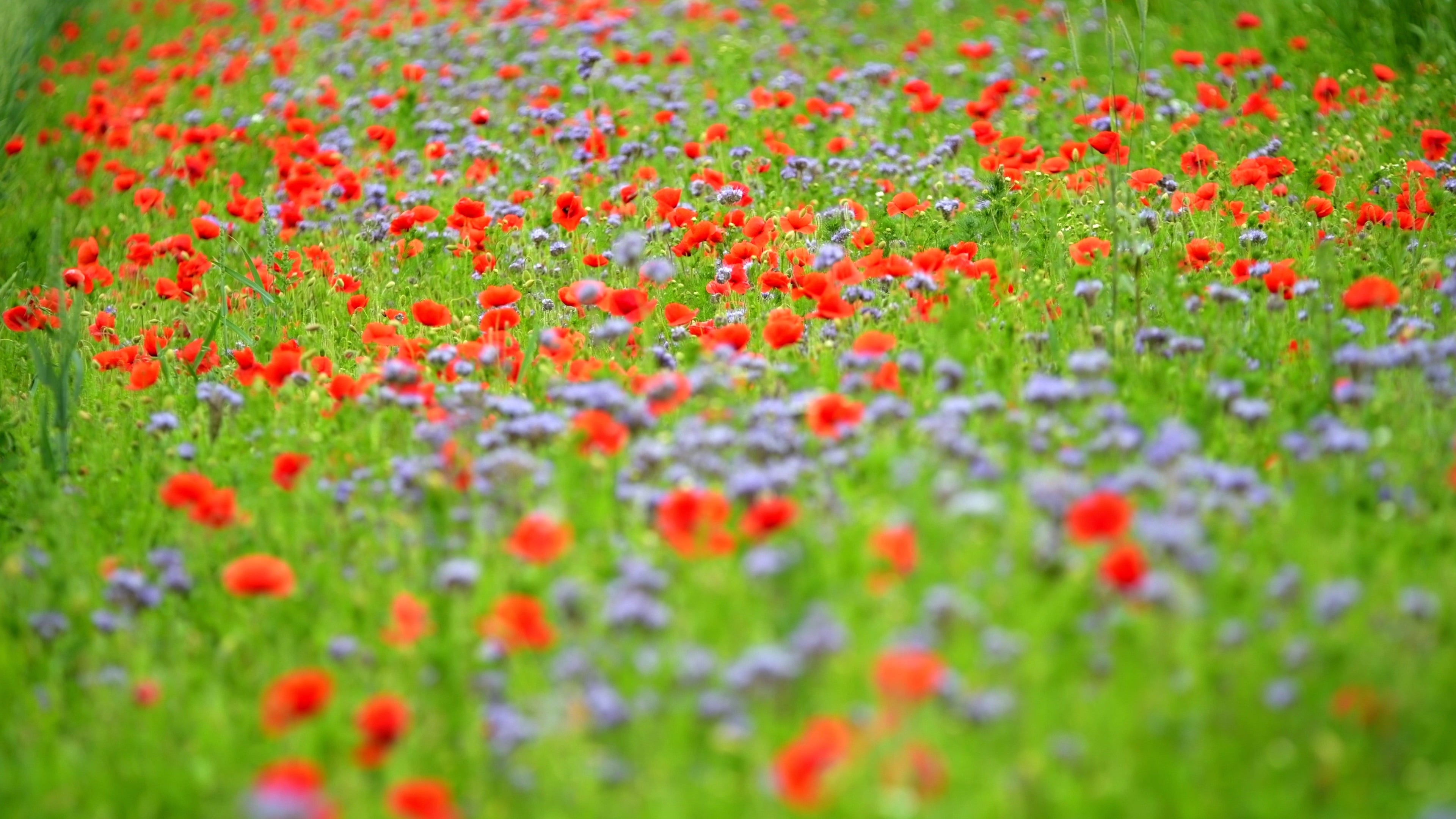 Poppy blooms loving and warm 2 - Life is Love
