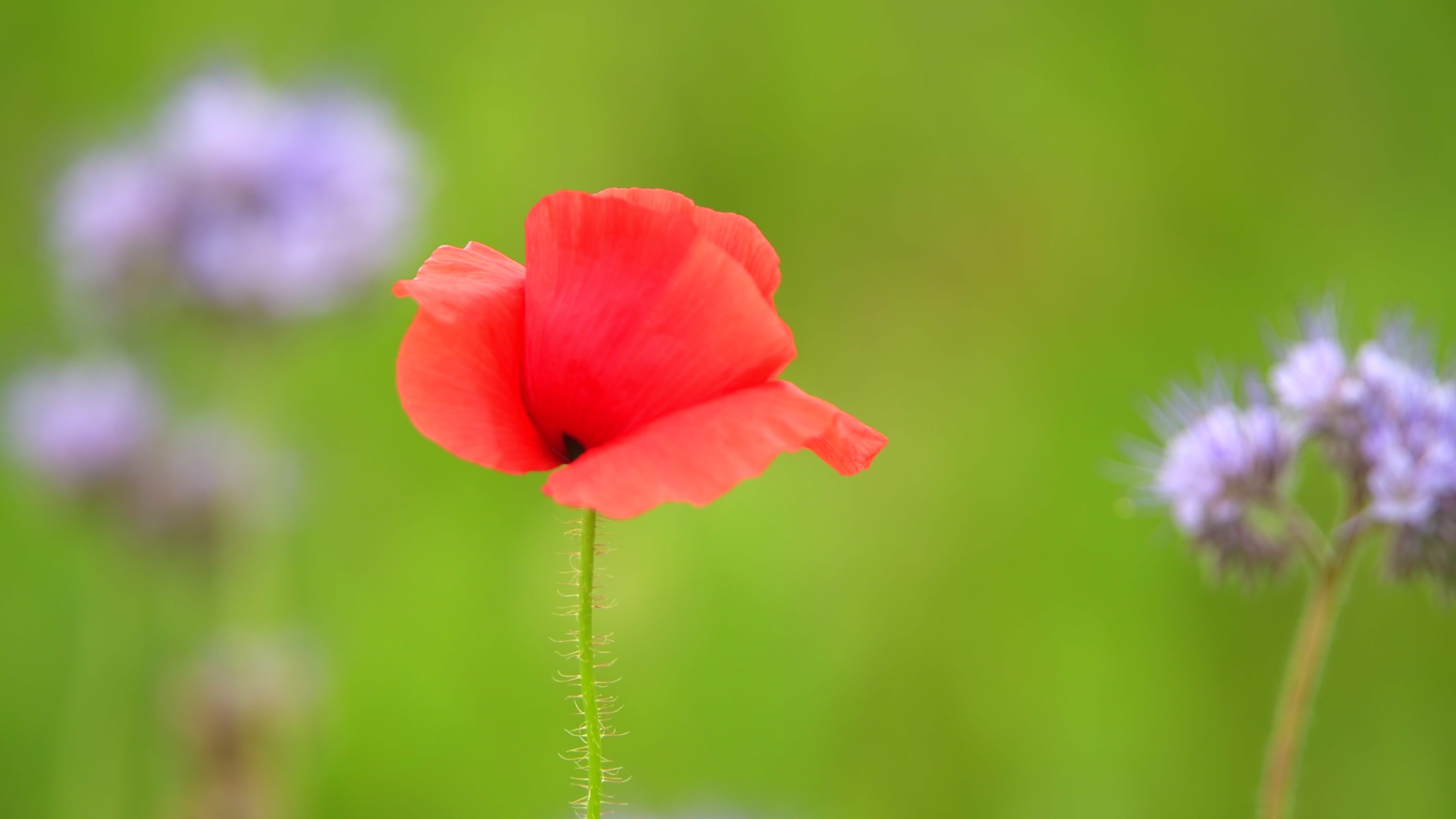 Poppy blooms loving and warm 1 - Life is Love