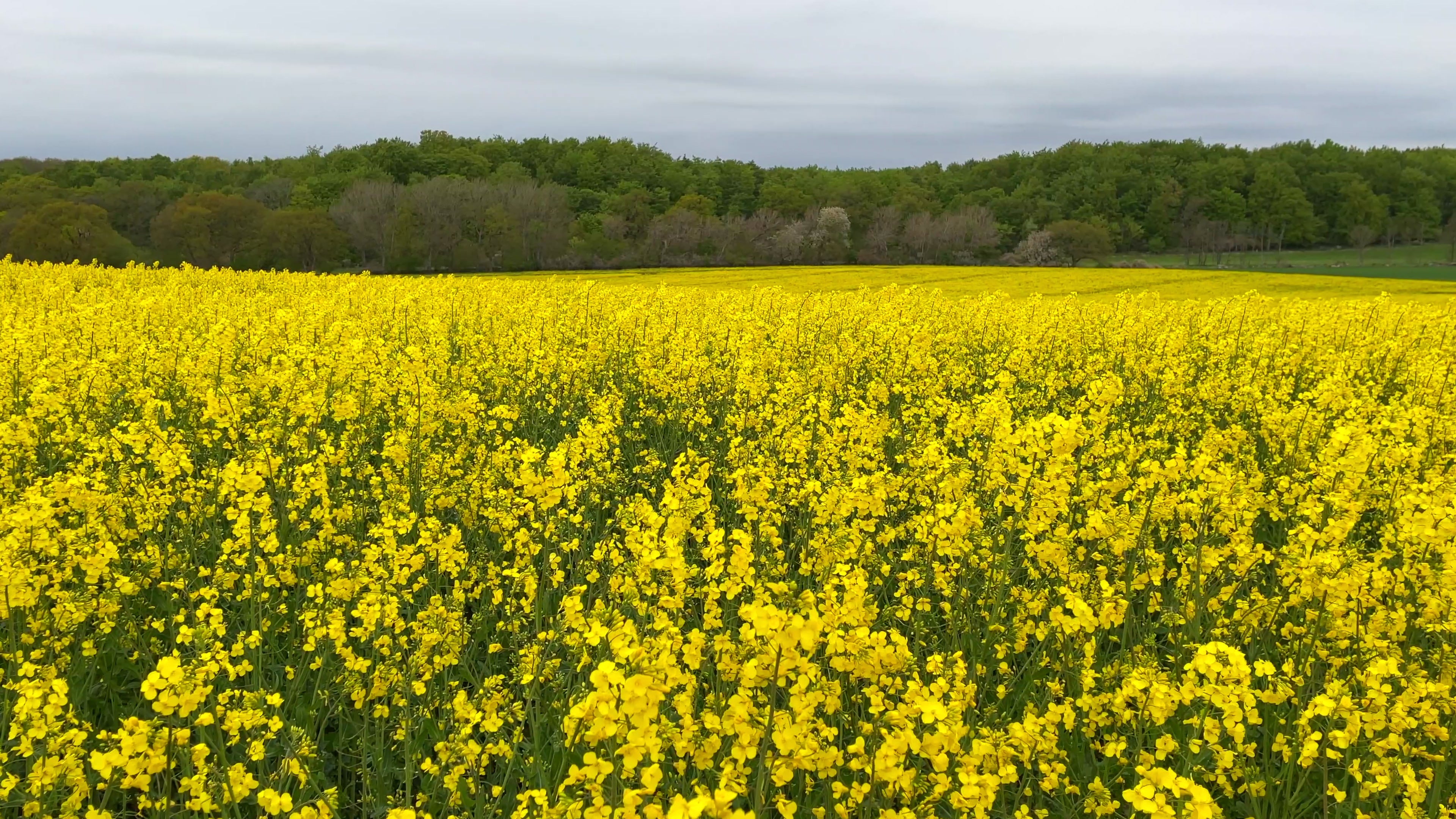 Rapseed Blooms Spring 8 - Life is Love
