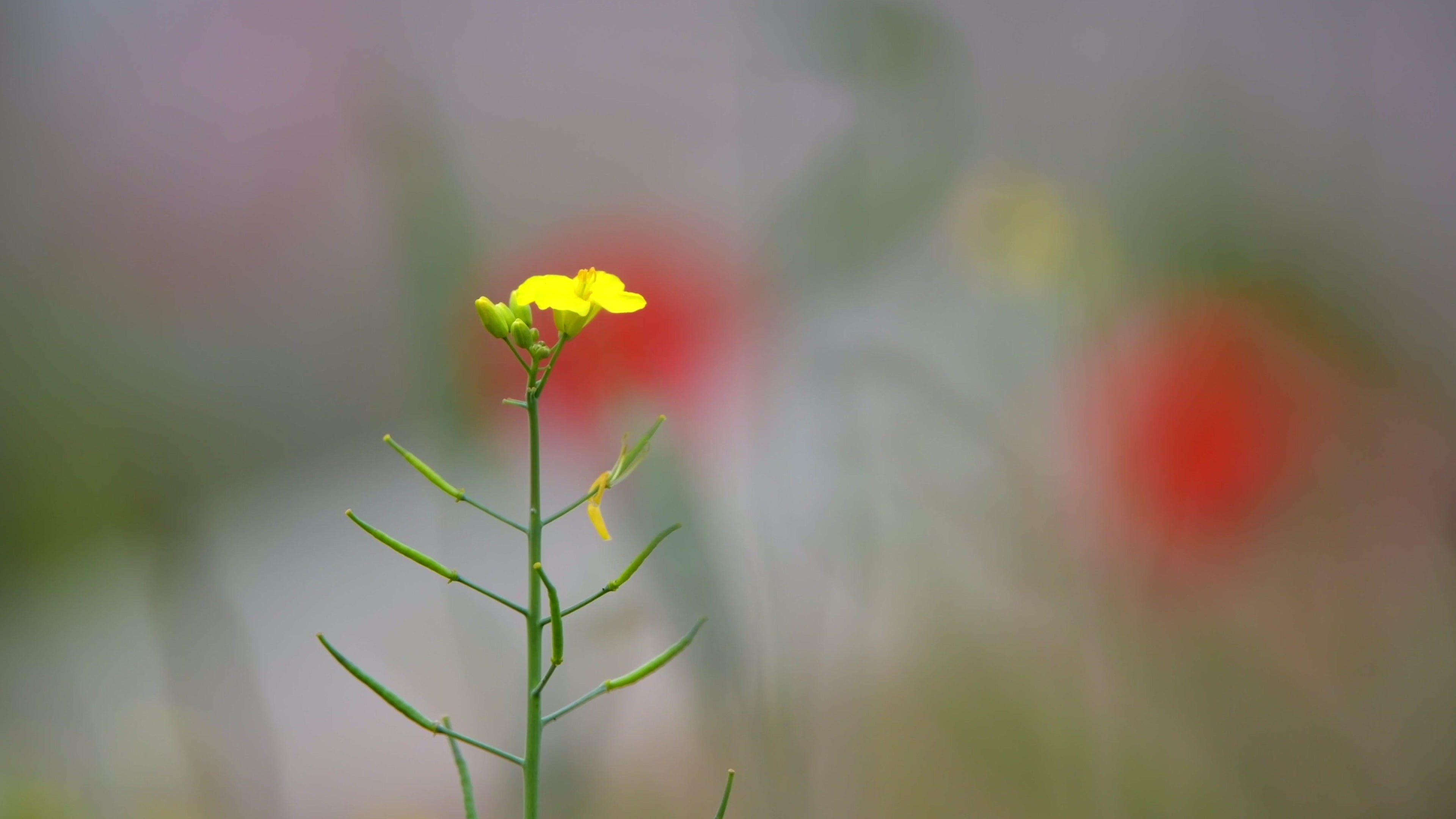 Poppy blooms loving and warm 13 - Life is Love