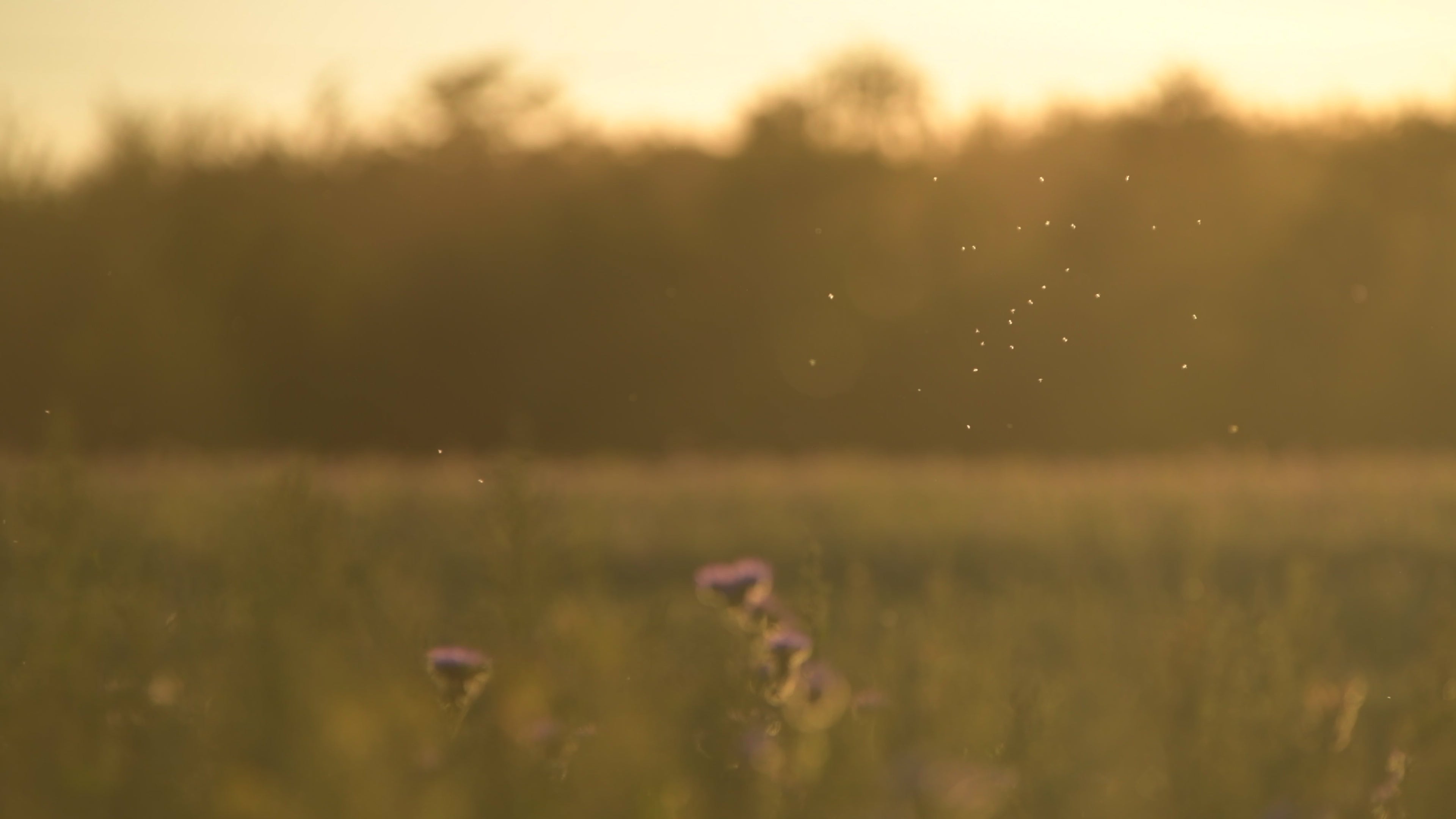 Calm sunset over meadow - Life is Love