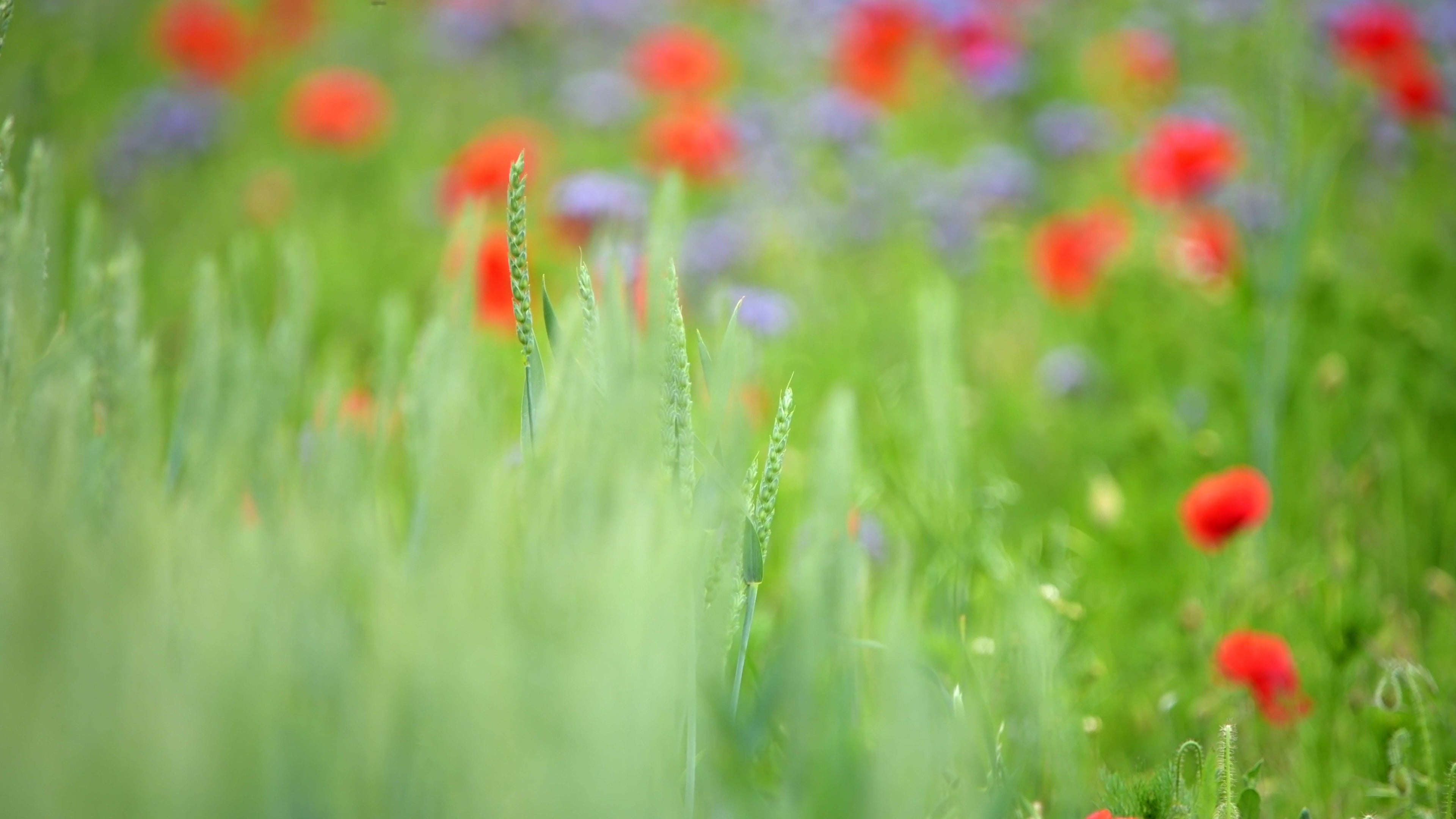 Poppy blooms loving and warm 4 - Life is Love