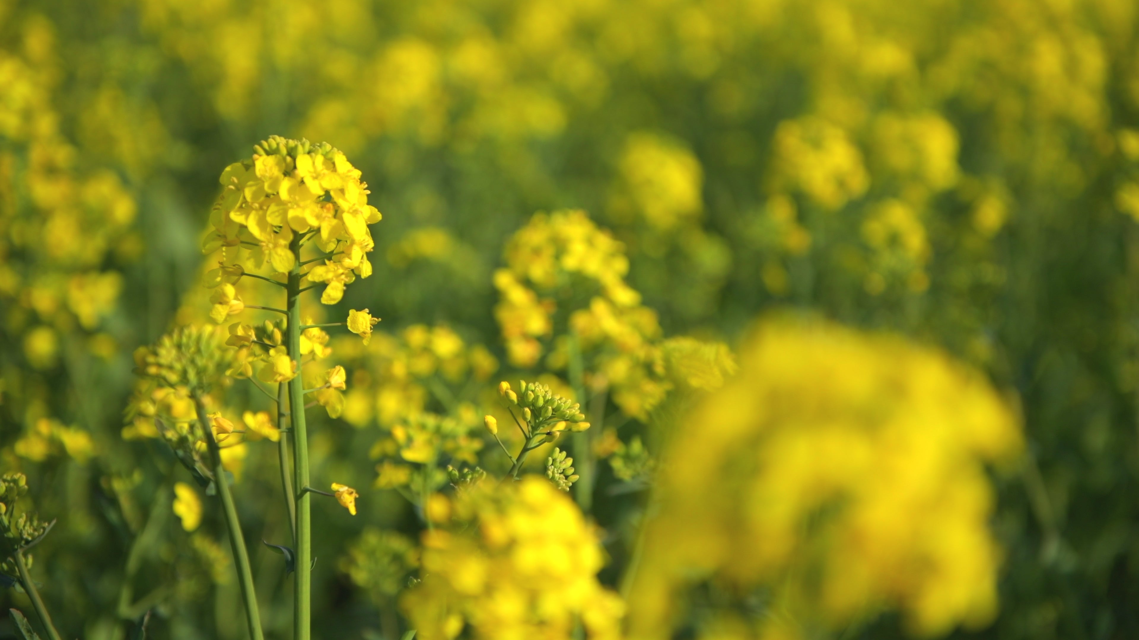 Rapseed Blooms Spring 14 - Life is Love