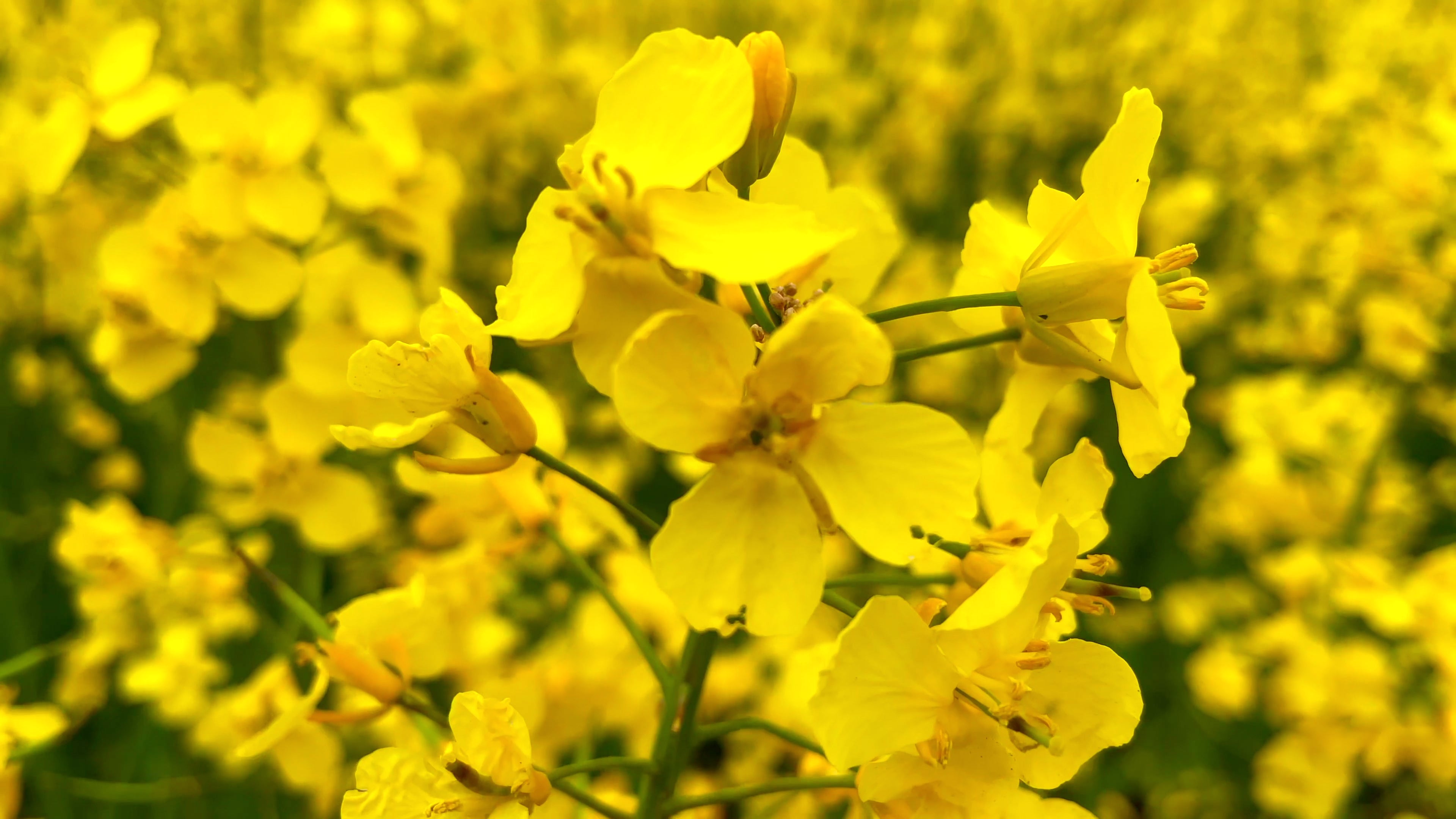Rapseed Blooms Spring 9 - Life is Love