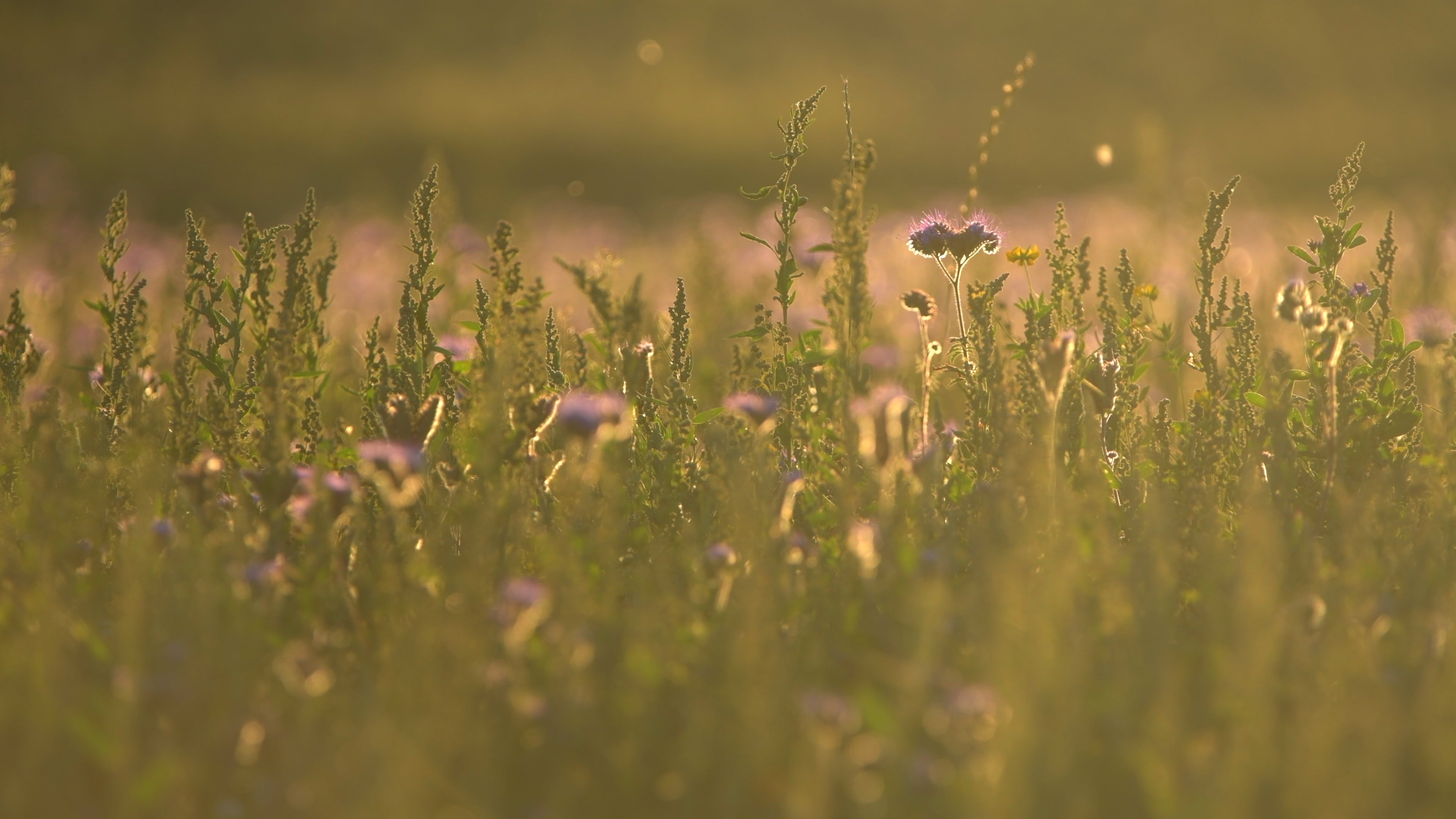 Flowers dancing in the sunset - Life is Love