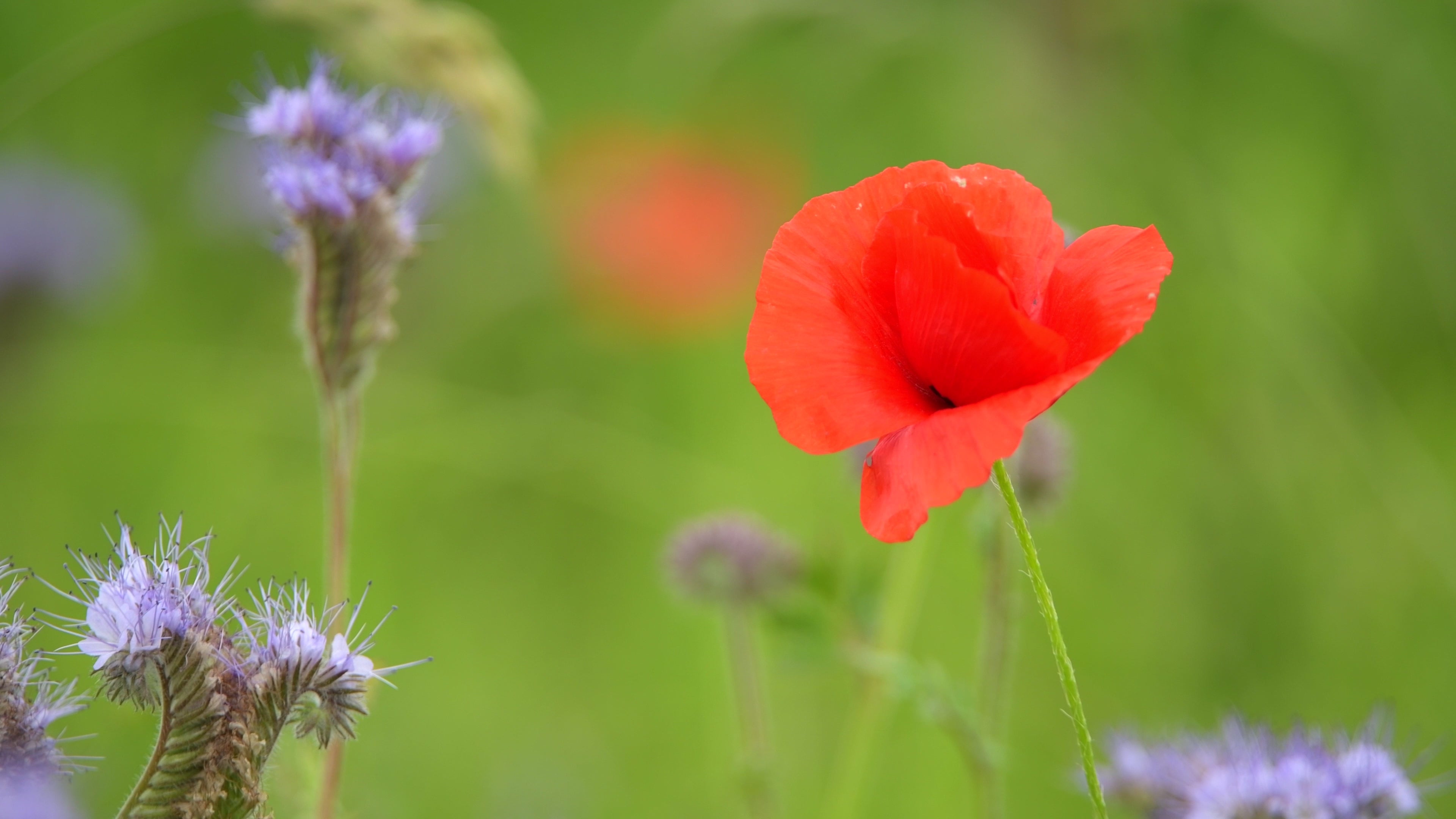Poppy blooms loving and warm 3 - Life is Love