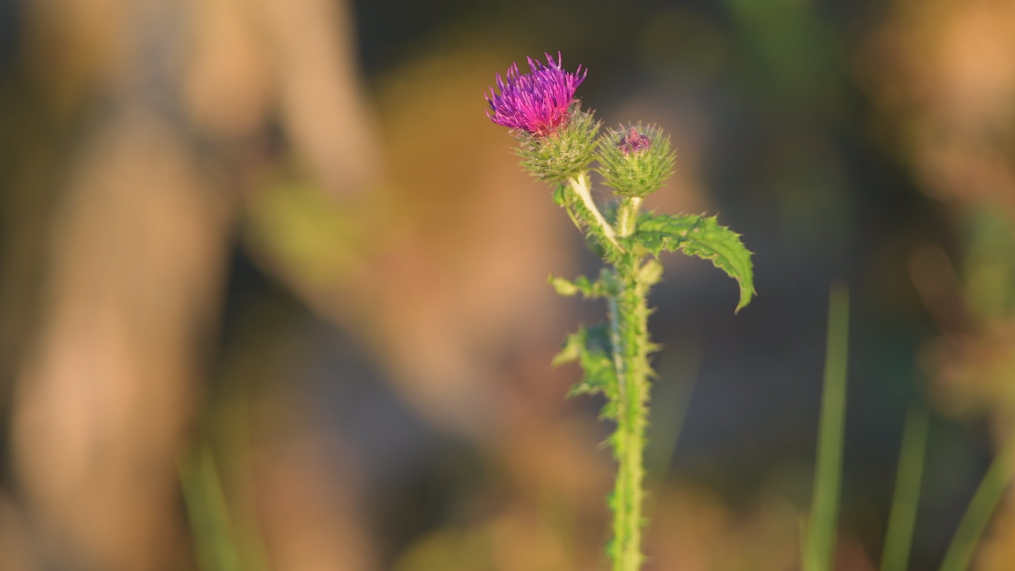 A wild pink flower sways across the field - Life is Love
