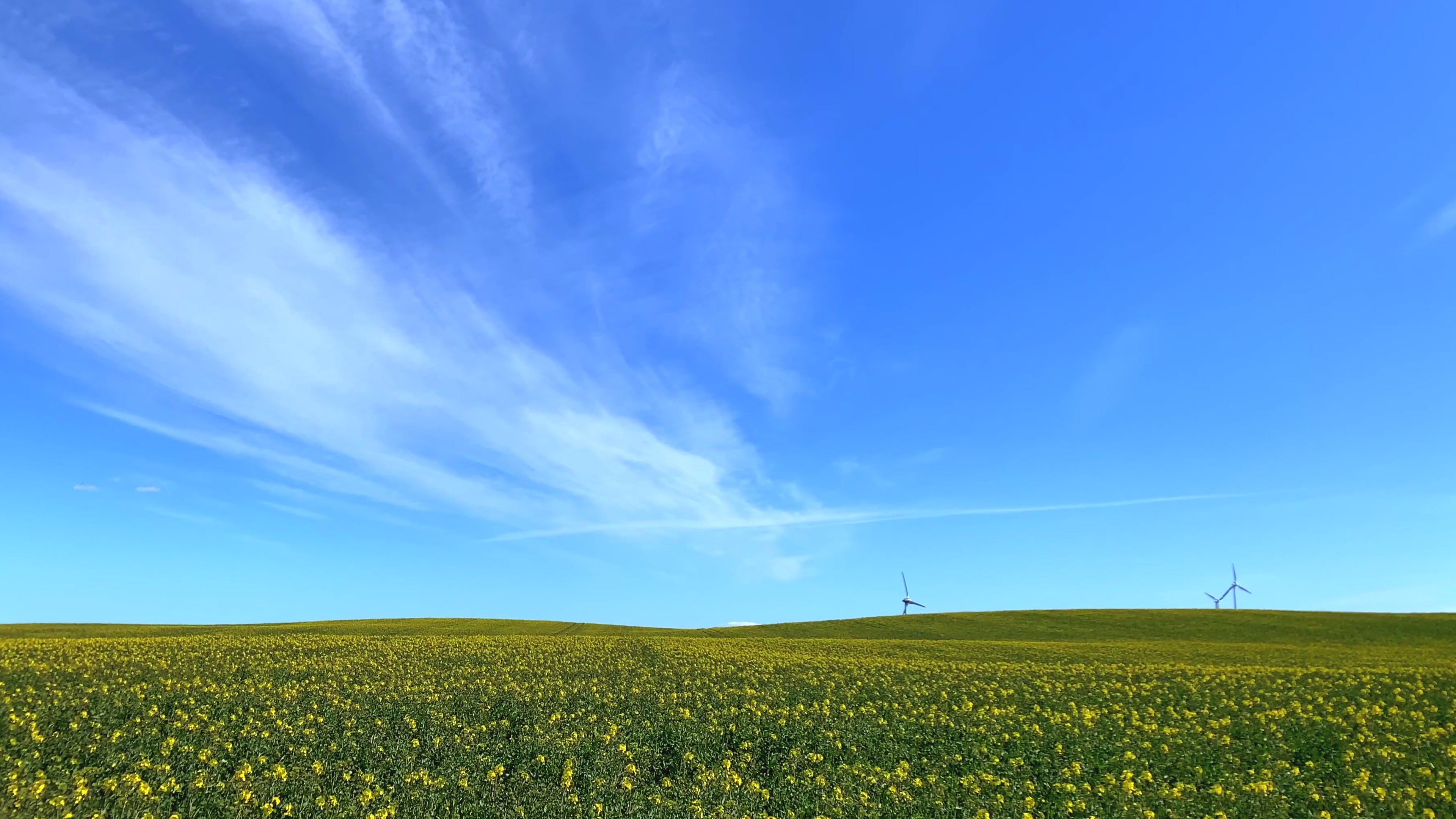 Rapseed Blooms Spring 16 - Life is Love