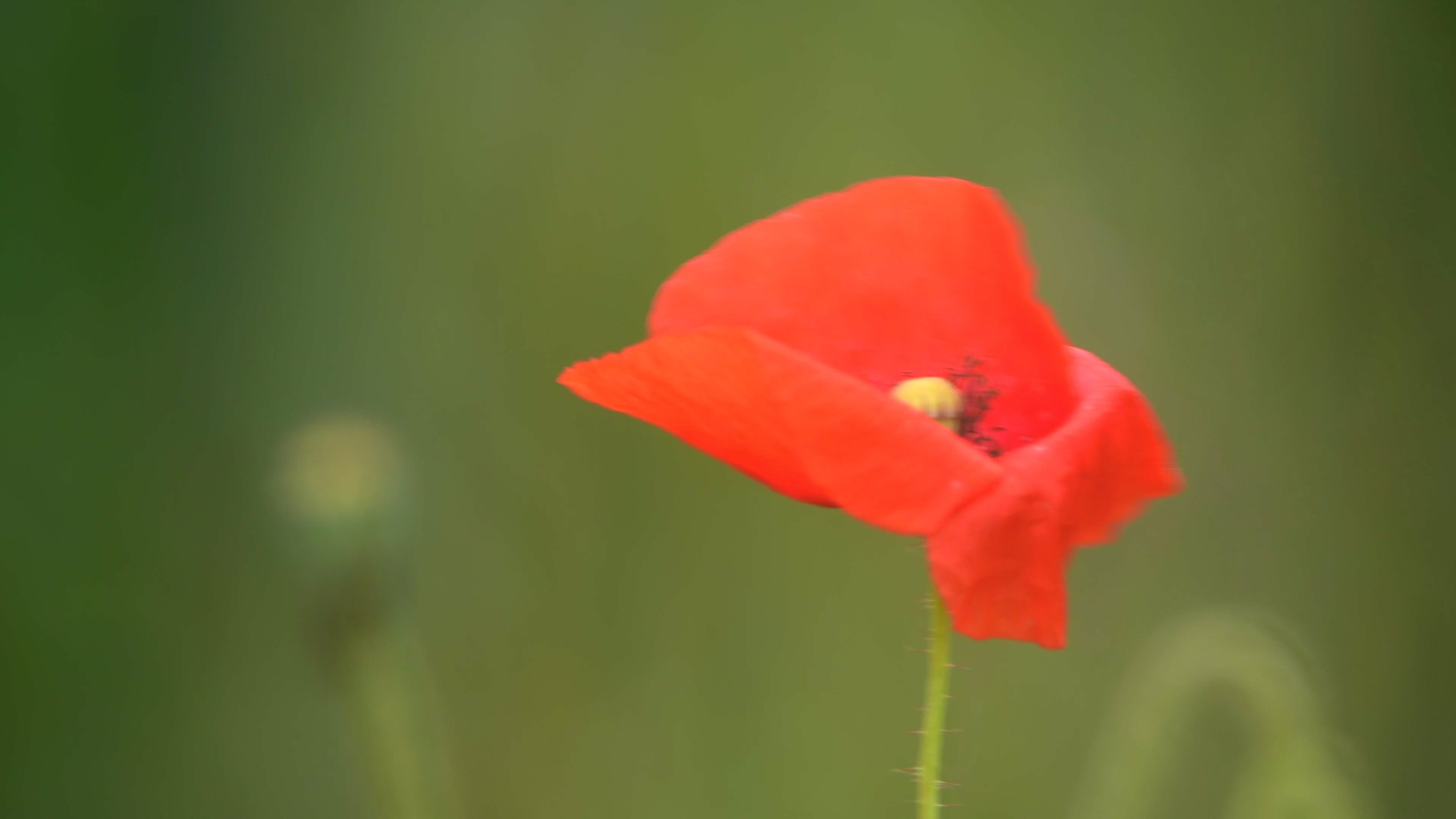Poppy blooms loving and warm 11 - Life is Love