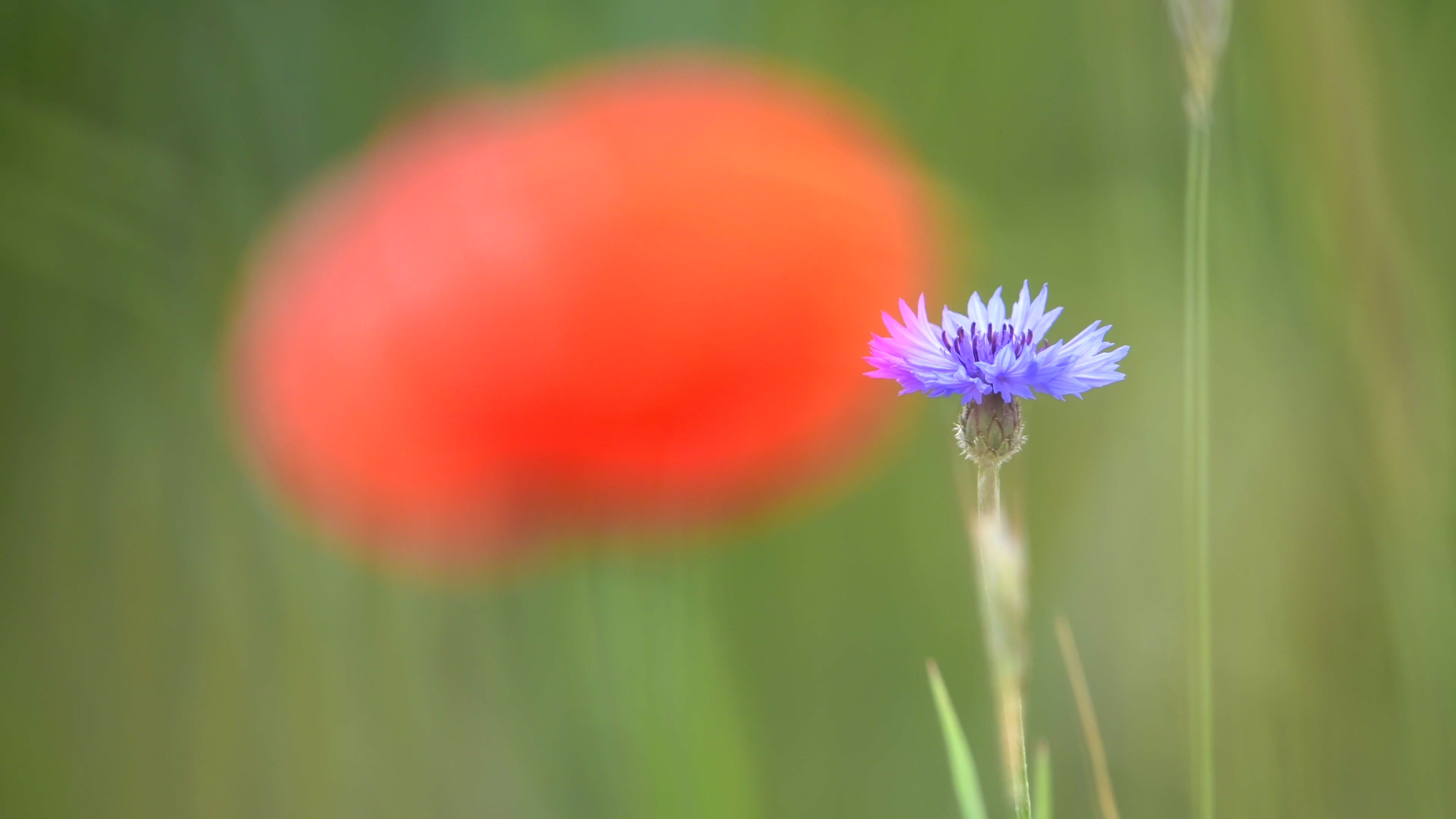 Poppy blooms loving and warm 10 - Life is Love