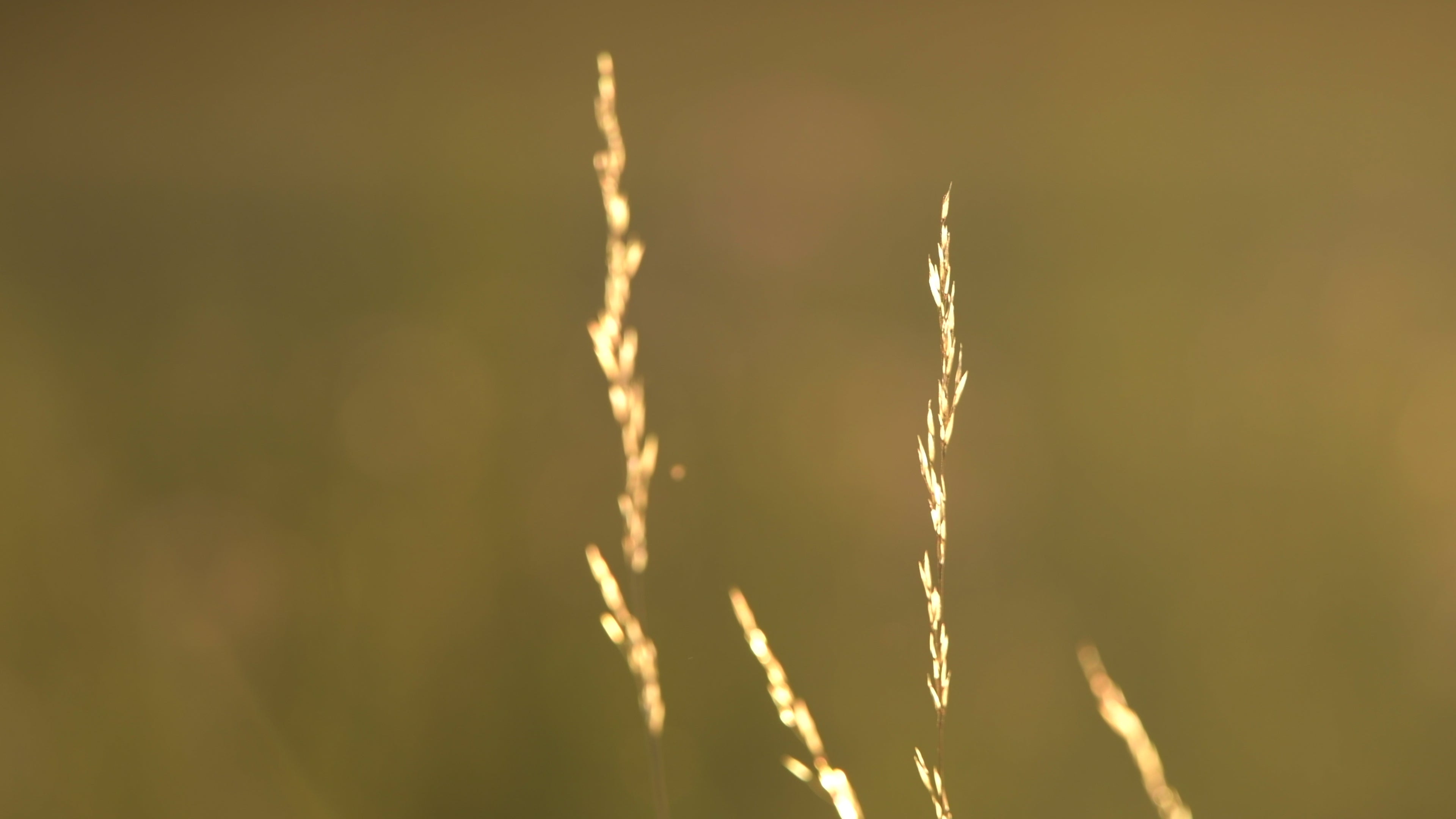 Swaying grain at sunset - Life is Love