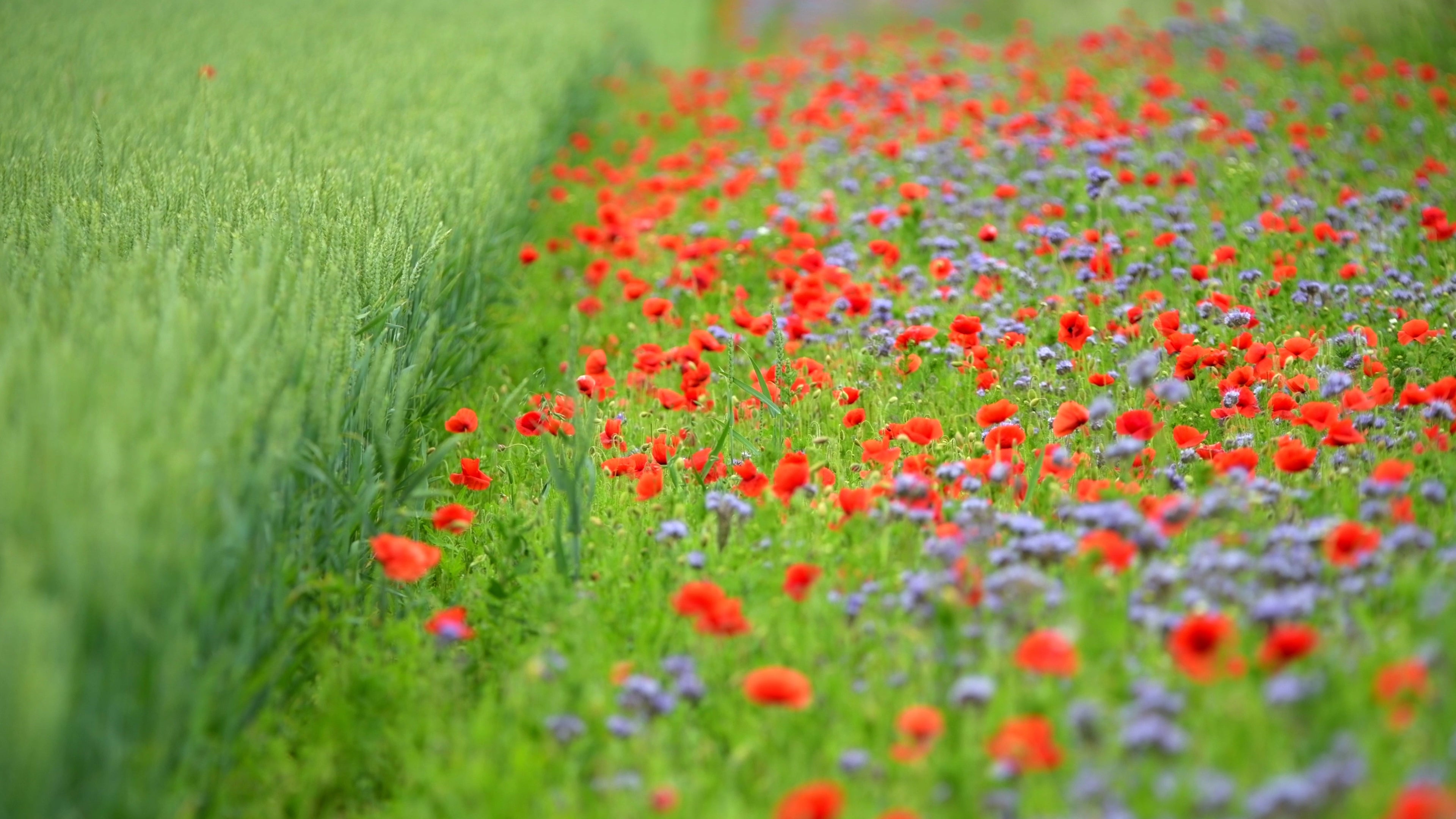 Poppy blooms loving and warm 7 - Life is Love